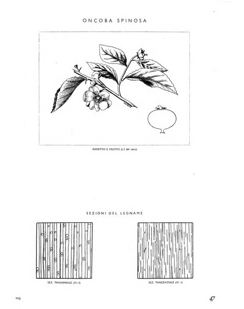 La rivista forestale italiana