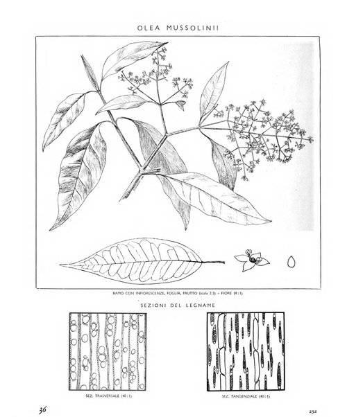 La rivista forestale italiana