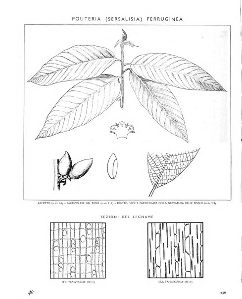 La rivista forestale italiana