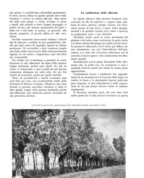 La rivista forestale italiana