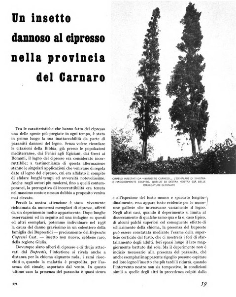 La rivista forestale italiana