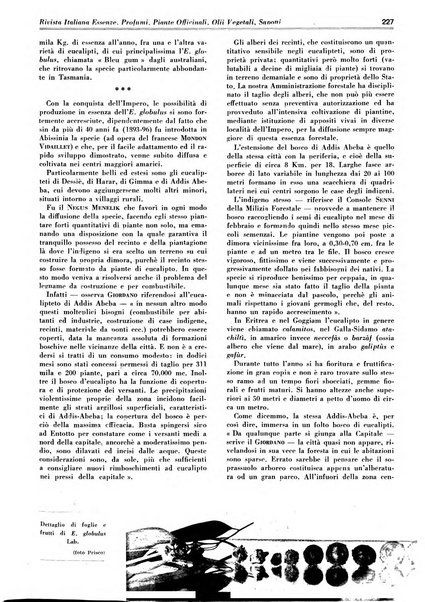 Rivista italiana essenze, profumi, piante officinali, olii vegetali, saponi organo di propaganda del gruppo produttori materie aromatiche della Federazione nazionale fascista degli industriali dei prodotti chimici