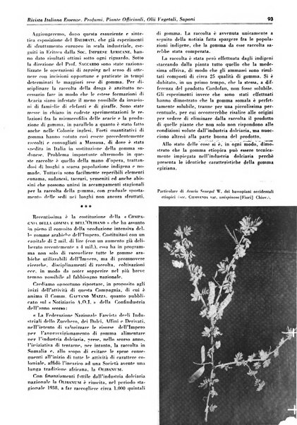 Rivista italiana essenze, profumi, piante officinali, olii vegetali, saponi organo di propaganda del gruppo produttori materie aromatiche della Federazione nazionale fascista degli industriali dei prodotti chimici