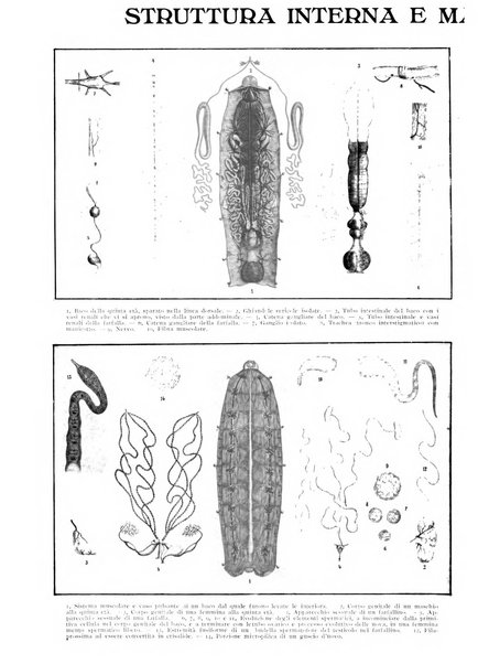 La scienza per tutti giornale popolare illustrato