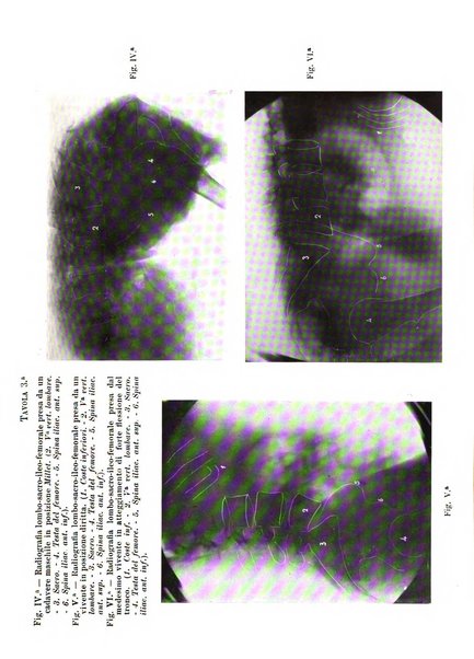 Scritti biologici raccolti da Luigi Castaldi