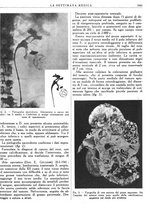 giornale/TO00195265/1941/V.2/00000707