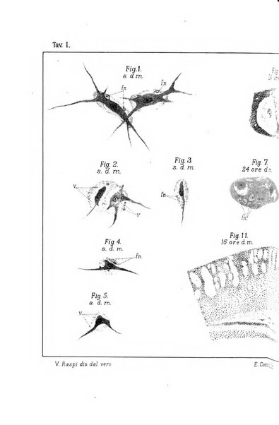 Lo sperimentale ovvero giornale critico di medicina e chirurgia per servire ai bisogni dell'arte salutare