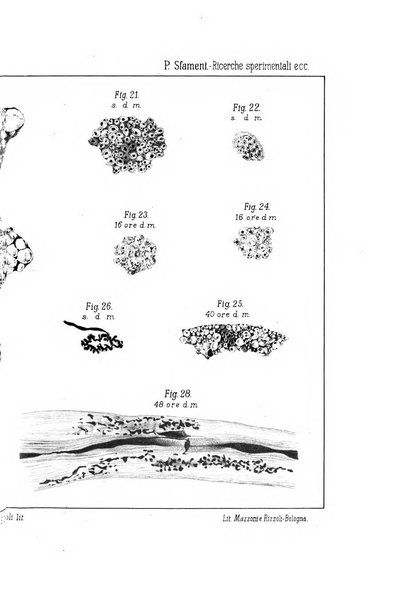 Lo sperimentale ovvero giornale critico di medicina e chirurgia per servire ai bisogni dell'arte salutare