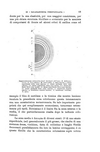 Lo sperimentale ovvero giornale critico di medicina e chirurgia per servire ai bisogni dell'arte salutare