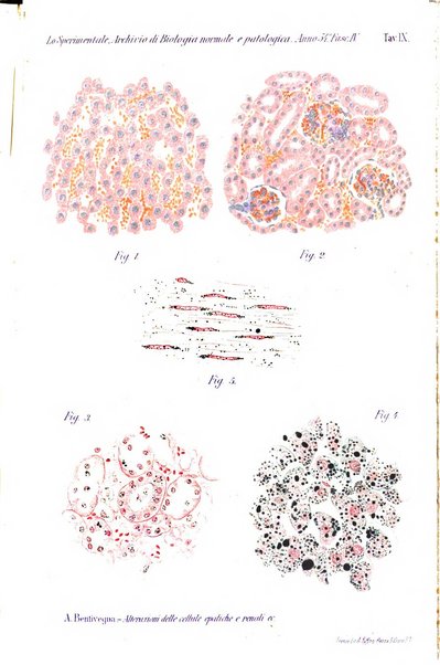 Lo sperimentale ovvero giornale critico di medicina e chirurgia per servire ai bisogni dell'arte salutare