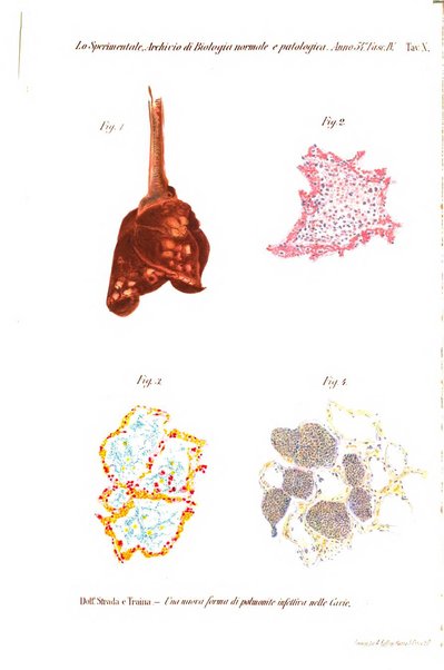 Lo sperimentale ovvero giornale critico di medicina e chirurgia per servire ai bisogni dell'arte salutare