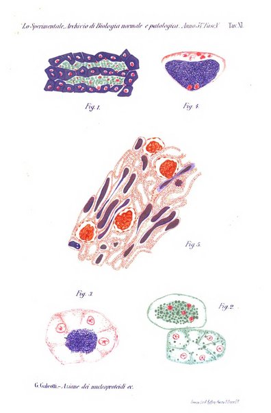 Lo sperimentale ovvero giornale critico di medicina e chirurgia per servire ai bisogni dell'arte salutare