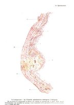 giornale/TO00195636/1925/v.79/00000065