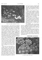 giornale/TO00195911/1934/unico/00000409