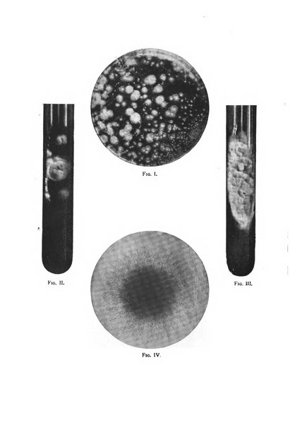 La stomatologia periodico mensile