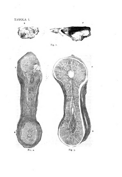 La stomatologia periodico mensile