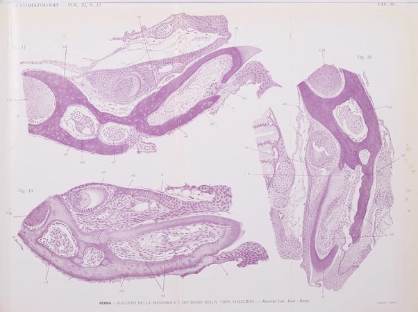 La stomatologia periodico mensile