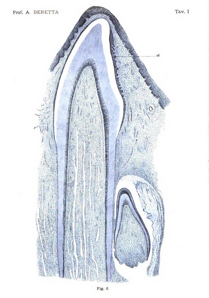 La stomatologia periodico mensile