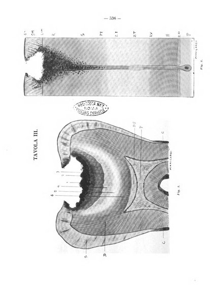 La stomatologia periodico mensile