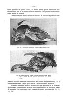 giornale/TO00195913/1925/unico/00000607