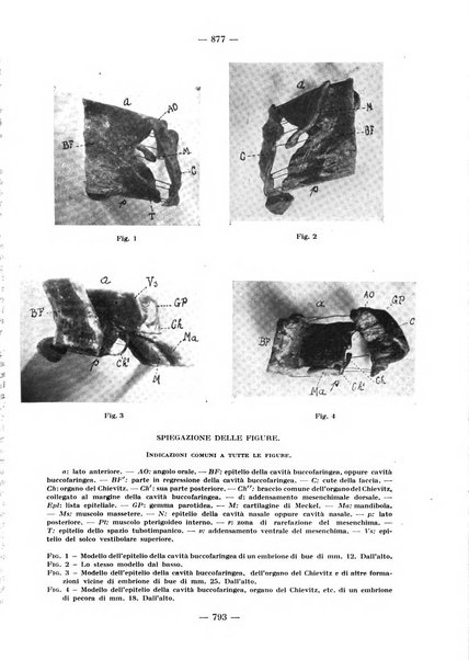 La stomatologia periodico mensile