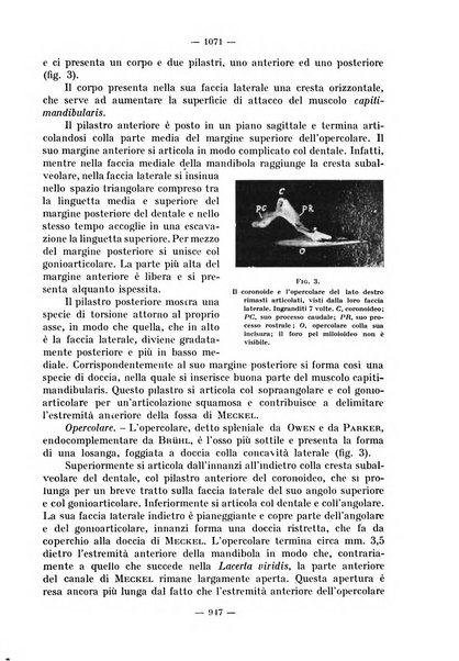 La stomatologia periodico mensile