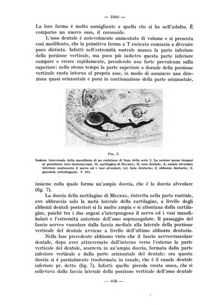 La stomatologia periodico mensile