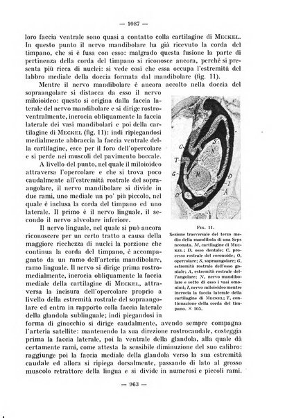 La stomatologia periodico mensile