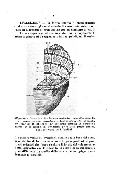 Studi trentini di scienze naturali rivista della Società per gli studi trentini