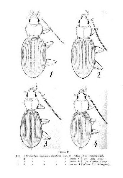 Studi trentini di scienze naturali rivista della Società per gli studi trentini