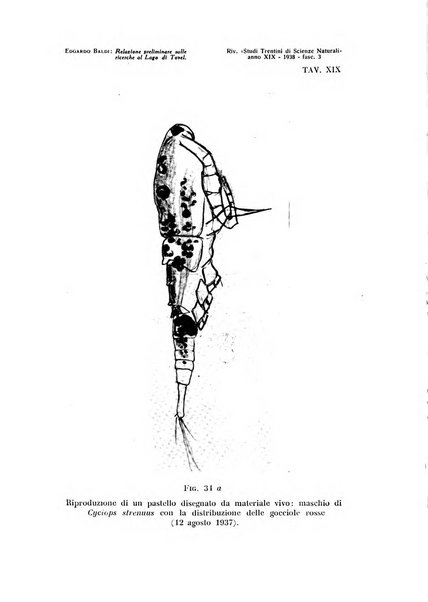 Studi trentini di scienze naturali rivista della Società per gli studi trentini