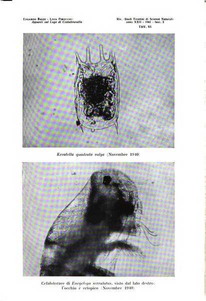 Studi trentini di scienze naturali rivista della Società per gli studi trentini