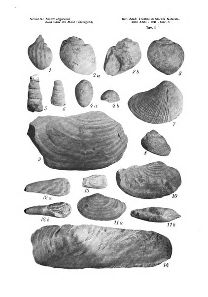 Studi trentini di scienze naturali rivista della Società per gli studi trentini