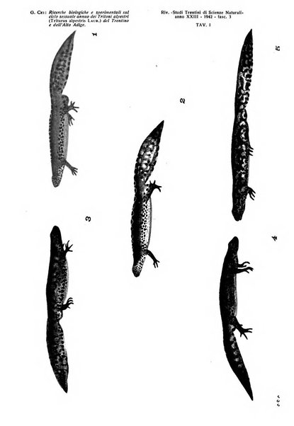 Studi trentini di scienze naturali rivista della Società per gli studi trentini