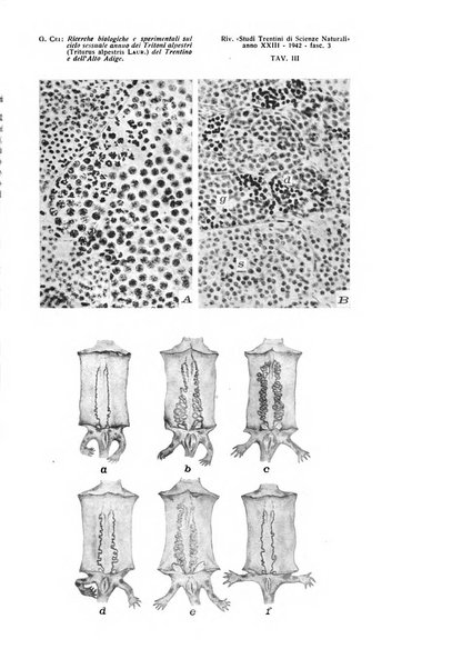 Studi trentini di scienze naturali rivista della Società per gli studi trentini