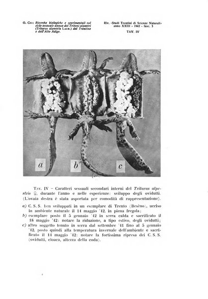 Studi trentini di scienze naturali rivista della Società per gli studi trentini