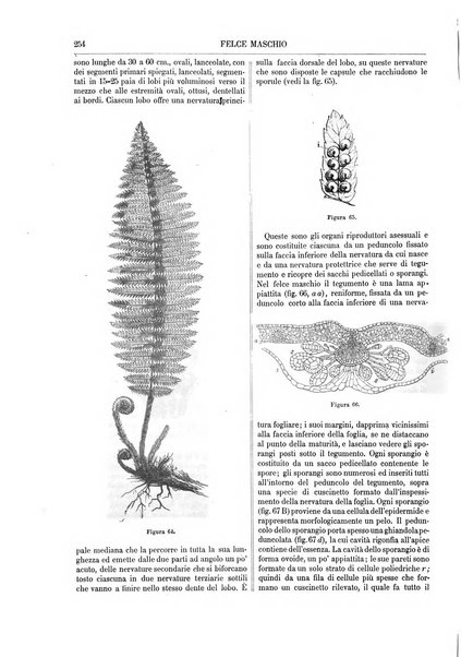 Supplemento annuale alla Enciclopedia di chimica scientifica e industriale colle applicazioni all'agricoltura ed industrie agronomiche ...