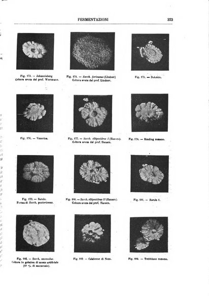 Supplemento annuale alla Enciclopedia di chimica scientifica e industriale colle applicazioni all'agricoltura ed industrie agronomiche ...