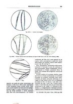 giornale/TO00196196/1905-1906/unico/00000297