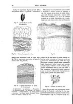 giornale/TO00196196/1918/unico/00000046