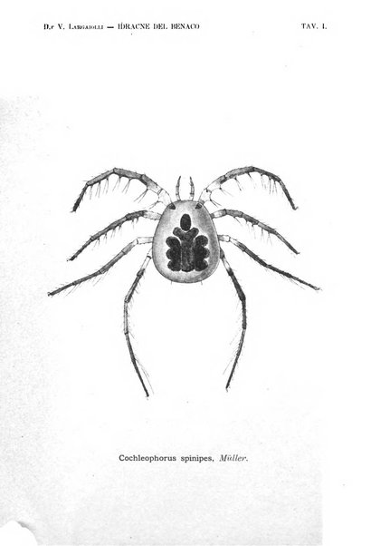 Tridentum rivista bimestrale di studi scientifici