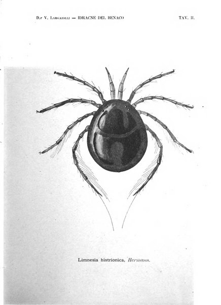 Tridentum rivista bimestrale di studi scientifici