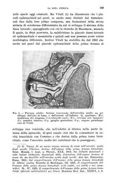 Il Valsalva rivista mensile di oto-rino-laringojatria