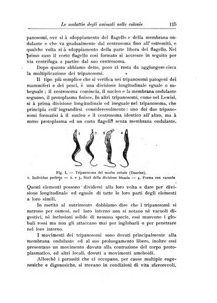 L'agricoltura coloniale organo dell'Istituto agricolo coloniale italiano e dell'Ufficio agrario sperimentale dell'Eritrea