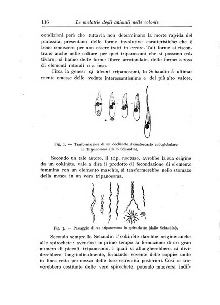 L'agricoltura coloniale organo dell'Istituto agricolo coloniale italiano e dell'Ufficio agrario sperimentale dell'Eritrea