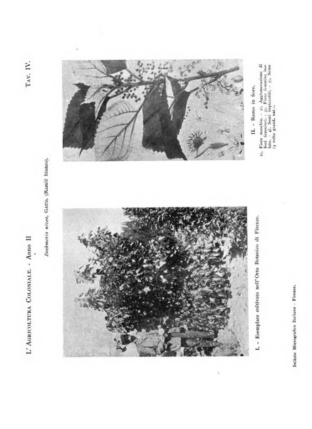 L'agricoltura coloniale organo dell'Istituto agricolo coloniale italiano e dell'Ufficio agrario sperimentale dell'Eritrea