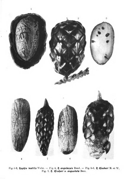 L'agricoltura coloniale organo dell'Istituto agricolo coloniale italiano e dell'Ufficio agrario sperimentale dell'Eritrea