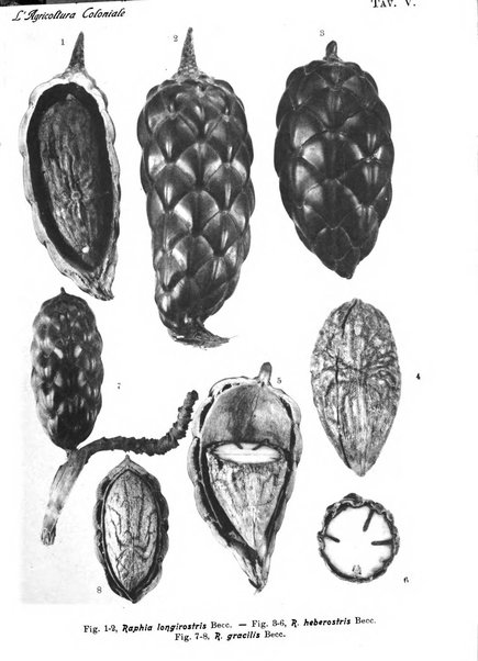 L'agricoltura coloniale organo dell'Istituto agricolo coloniale italiano e dell'Ufficio agrario sperimentale dell'Eritrea