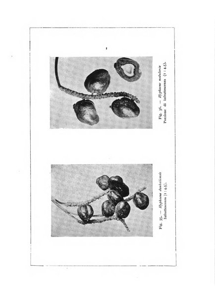 L'agricoltura coloniale organo dell'Istituto agricolo coloniale italiano e dell'Ufficio agrario sperimentale dell'Eritrea