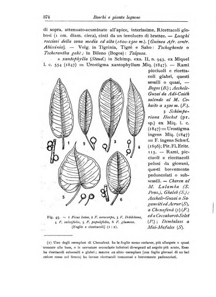 L'agricoltura coloniale organo dell'Istituto agricolo coloniale italiano e dell'Ufficio agrario sperimentale dell'Eritrea